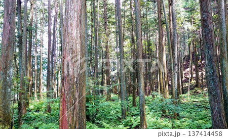 手入れされた林 137414458