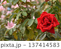真っ赤な秋のバラ 137414583
