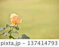 オレンジ色の秋のバラ 137414793