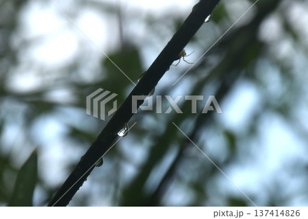 drop of water on sacred lotus leaf and branch with shadow on surface in basin drop of water on sacred lotus leaf and branch with shadow on surface in basin 137414826