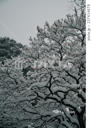 梅の花と雪景色 梅の花と雪景色 137414878