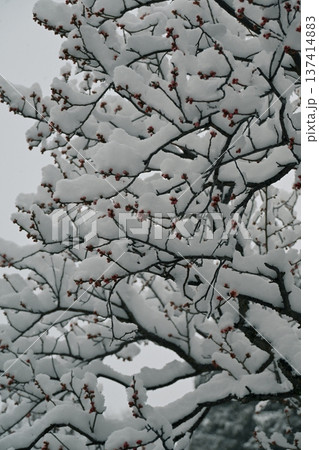 梅の花と雪景色 137414883