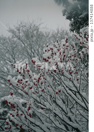 梅の花と雪景色 梅の花と雪景色 137414888
