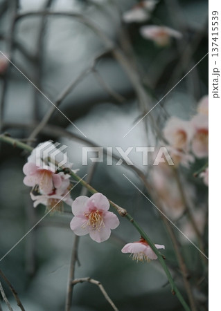雪景色まとう梅の花 137415539