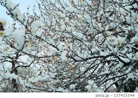 雪景色まとう梅の花 雪景色まとう梅の花 137415544