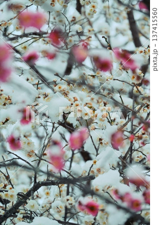 雪景色まとう梅の花 雪景色まとう梅の花 137415560