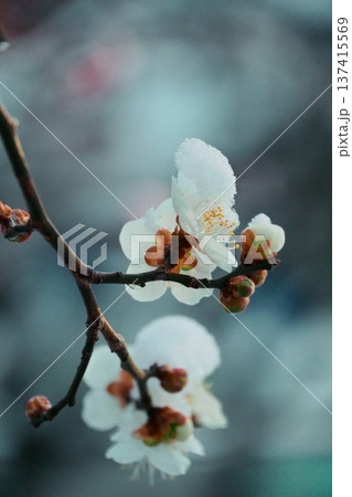 雪景色まとう梅の花 雪景色まとう梅の花 137415569