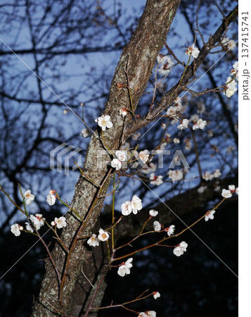 日没後の梅の花 日没後の梅の花 137415741