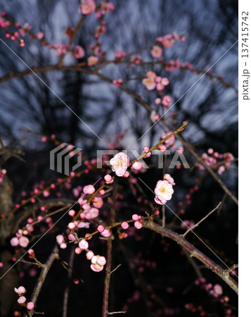 日没後の梅の花 日没後の梅の花 137415742