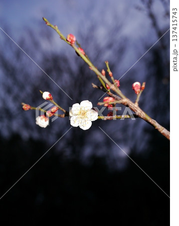 日没後の梅の花 日没後の梅の花 137415743