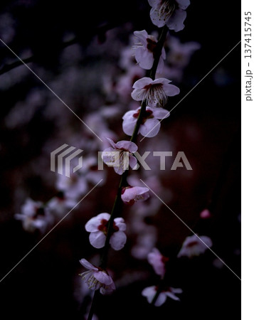 日没後の梅の花 日没後の梅の花 137415745