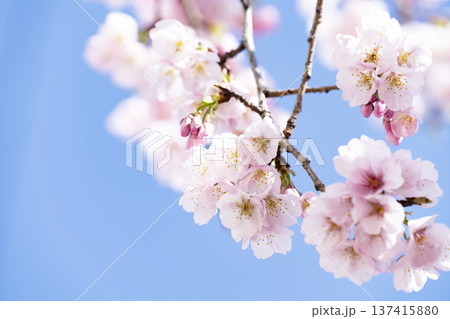 青空バックの桜 青空バックの桜 137415880