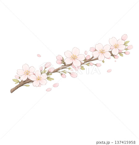 シンプルな桜の枝のイラスト 137415958