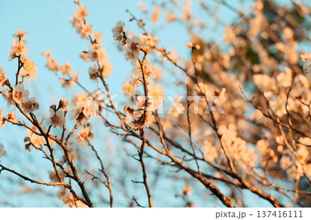 陽の光さす梅の花 陽の光さす梅の花 137416111