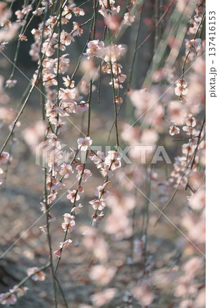 陽の光さす梅の花 陽の光さす梅の花 137416153