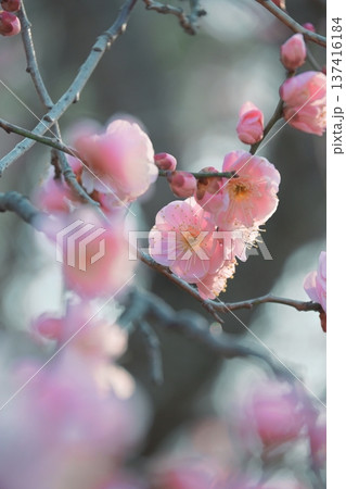 陽の光さす梅の花 陽の光さす梅の花 137416184
