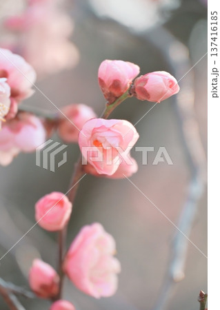 陽の光さす梅の花 陽の光さす梅の花 137416185