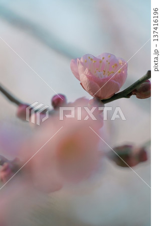 陽の光さす梅の花 陽の光さす梅の花 137416196