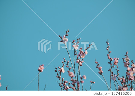 陽の光さす梅の花 137416200