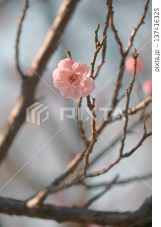 陽の光さす梅の花 陽の光さす梅の花 137416325