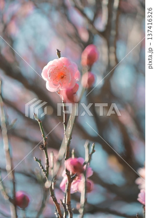 陽の光さす梅の花 137416326