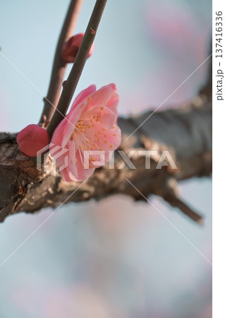 陽の光さす梅の花 陽の光さす梅の花 137416336