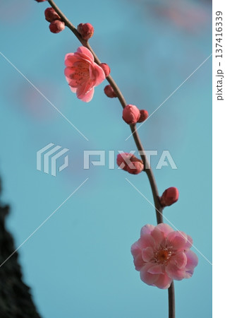 陽の光さす梅の花 陽の光さす梅の花 137416339