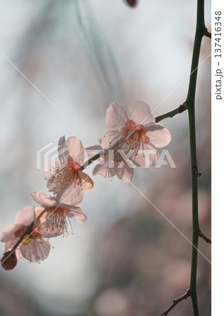 陽の光さす梅の花 137416348