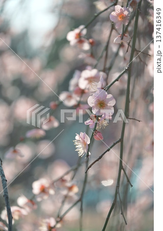 陽の光さす梅の花 陽の光さす梅の花 137416349