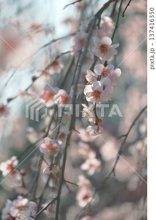 陽の光さす梅の花 陽の光さす梅の花 137416350