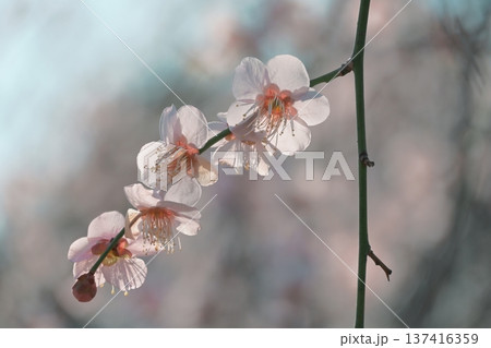 陽の光さす梅の花 陽の光さす梅の花 137416359