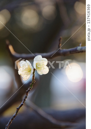 陽の光さす梅の花 137416369