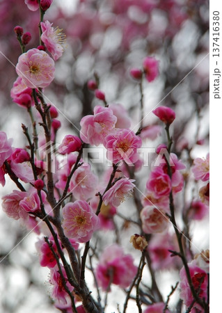 陽の光さす梅の花 陽の光さす梅の花 137416380