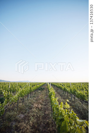 Agriculture, vineyard and plants, sustainability and countryside, environment and blue sky with mockup space. Green, leaves and crops with soil, land and eco friendly agro business, growth and nature Agriculture, vineyard and plants, sustainability and countryside, environment and blue sky with mockup space. Green, leaves and crops with soil, land and eco friendly agro business, growth and nature 137416530