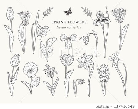 Hand drawn botanical collection with tulips irises daffodils and snowdrops. Elegant floral line art elements with butterflies and ribbons. Garden spring flower set for wedding design. 137416545