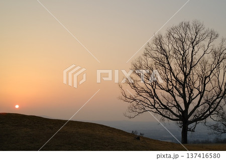 丘の上に佇む一本の木と沈む夕日。広大な空の余白を活かした夕暮れ風景 137416580
