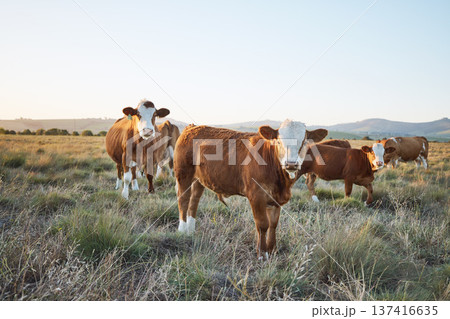 Sustainable, live stock and cows on a farm in the countryside for eco friendly environment. Agriculture, animals and herd of cattle for meat or dairy or beef trade production industry in grass field. Sustainable, live stock and cows on a farm in the countryside for eco friendly environment. Agriculture, animals and herd of cattle for meat or dairy or beef trade production industry in grass field. 137416635
