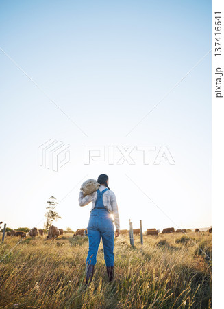 Walking, bag or farmer farming cattle in grass field harvesting production in small business to trade. Back, mockup space or woman working with sack for animal sustainability or cows on countryside 137416641