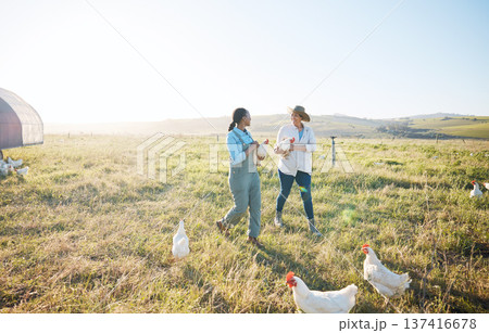 Walking, teamwork or farmers farming chicken on farm or field harvesting poultry livestock in small business. Dairy production, collaboration or women with animal birds or rooster for sustainability Walking, teamwork or farmers farming chicken on farm or field harvesting poultry livestock in small business. Dairy production, collaboration or women with animal birds or rooster for sustainability 137416678