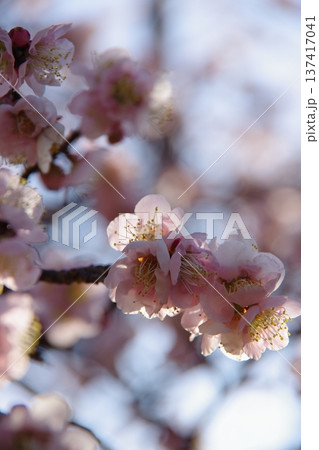 陽の光さす梅の花 陽の光さす梅の花 137417041