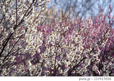 陽の光さす梅の花 陽の光さす梅の花 137417056