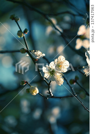 陽の光さす梅の花 陽の光さす梅の花 137417063