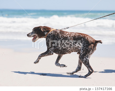 Beach, walking and dog on leash by ocean for freedom, adventure and fresh air in nature. Happy pet, healthy animal and excited canine pointer by sea for exercise, wellness and energy in summer 137417166