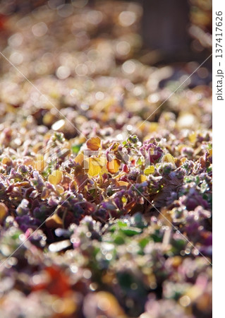 冬の早朝の公園の風景と霜柱 137417626