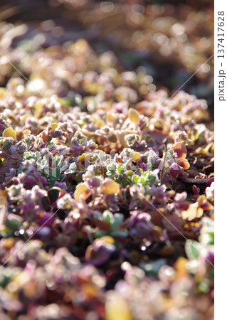 冬の早朝の公園の風景と霜柱 137417628