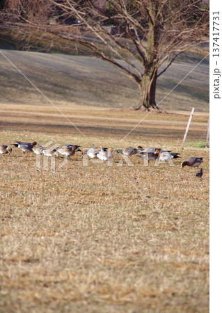 冬の朝の公園の鳥たち 137417731