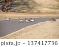 冬の朝の公園の鳥たち 137417736