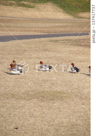 冬の朝の公園の鳥たち 137417737