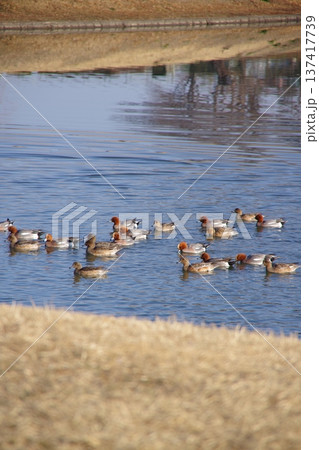 冬の朝の公園の鳥たち 冬の朝の公園の鳥たち 137417739
