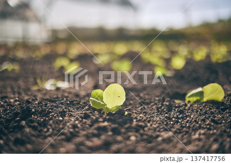 Soil, leaves and agriculture, growth and ecology closeup, sustainability and agro business. Development, farming industry and green plants, fertilizer and Earth with future, environment and garden Soil, leaves and agriculture, growth and ecology closeup, sustainability and agro business. Development, farming industry and green plants, fertilizer and Earth with future, environment and garden 137417756